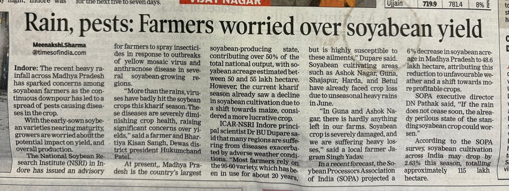 Rain, PESTS: farmers worried over soybean yield 