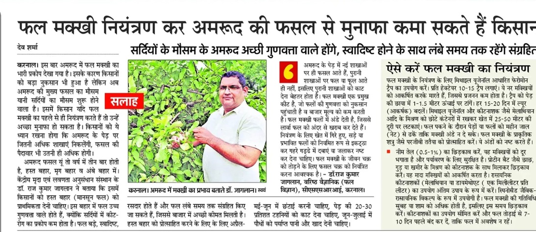 फल मक्खी नियंत्रण कर अमरूद की फसल से मुनाफा कमा सकते हैं किसान