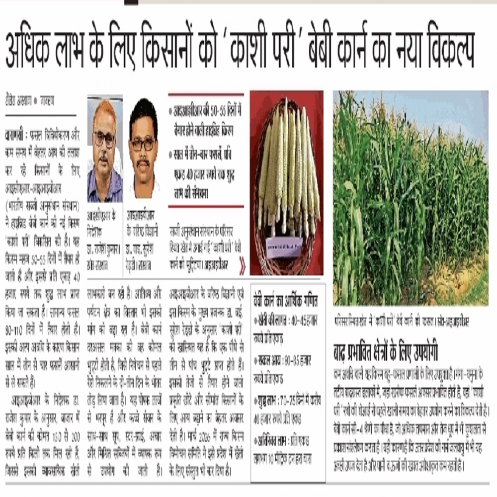 अधिक लाभ के लिए किसानों को 'काशी परी' बेबी कार्न का नया विकल्प