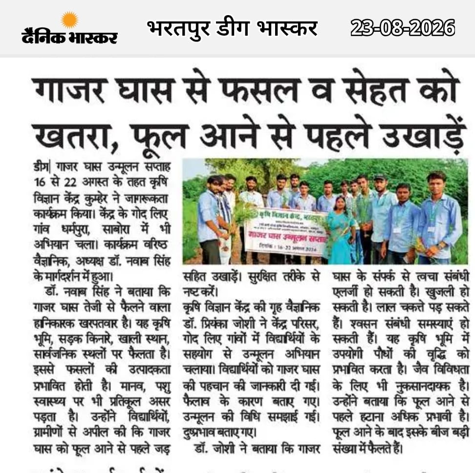 गाजर घास से फसल व सेहत को खतरा, फूल आने से पहले उखाड़ें