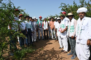सोलापुर-राजस्थान-अनारकिसानों