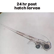 24hrposthatchlarvae