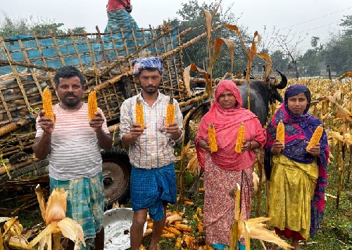 Golden Grains of Change: How Maize is Powering a Rural Revolution in Assam