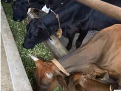 ANIMAL-FEEDING-01-02122019