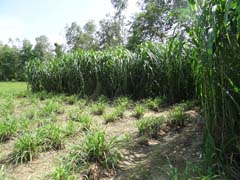 ANIMAL-FEEDING-04-02122019