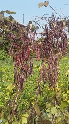 Adoption of Zorin Bean - A step towards economic prosperity of Mizo Farmers 02_0.jpg