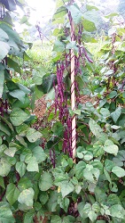 Adoption of Zorin Bean - A step towards economic prosperity of Mizo Farmers 03_0