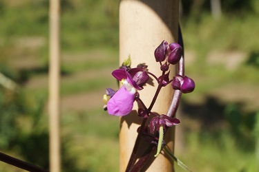 Adoption of Zorin Bean - A step towards economic prosperity of Mizo Farmers 04_0.jpg