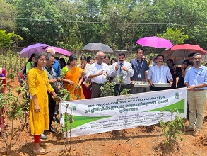 Anagyrus-lopezi-Kerala-02