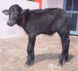 Apurva 13.3.2015 NDRI.jpg