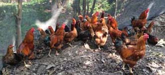 BackyardpoultryVanaraja)production-01