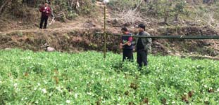 BackyardpoultryVanaraja)production-02