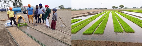 Badduwal village exhibiting pathway of mechanical planting of rice 01_0.jpg