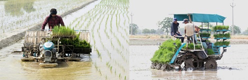Badduwal village exhibiting pathway of mechanical planting of rice 02_0.jpg