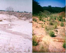 Bamboo- Anjan-grass-ss-3