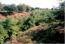 Bamboo- Anjan-grass-ss-4