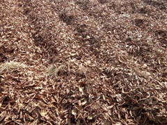 Bio-mulchinginginger-01-2018