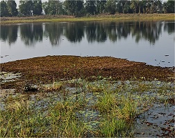 Biological Control of Alien Invasive Weed Salvinia molesta in Central India 04_0.jpg