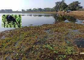  Biological Control of Alien Invasive Weed Salvinia molesta in Central India 05_0.jpg 