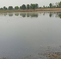 Biological Control of Alien Invasive Weed Salvinia molesta in Central India 06_0.jpg