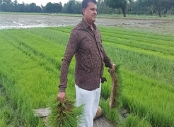 Bridging Rice Yield Gaps through Machine Transplanting of Rice (MTR) 01