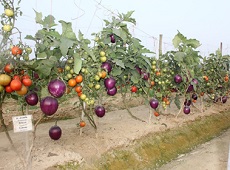 Brimato An Innovative Technology to produce Brinjal and Tomato in the same plant through Grafting 02_0.jpg