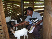 Broiler-goat- rearing-6