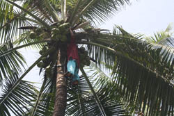 Coconut-Plucking-ss-23-01-2012-2_1.jpg 