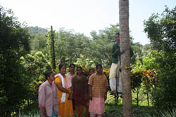 Coconut-Plucking-ss-23-01-2012-3_1.jpg