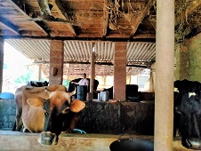 Doubling of Income through I.F.S. by a Tribal Women 01_0.jpg