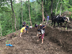 Fieldpreparationforgingercultivation-022018