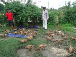Flock_of_Sri_Basanta_Kheti_0.jpg 