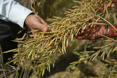 Technology-Enabled Farmer Producer Organizations Driving Rural Enterprise Transformation in NCR