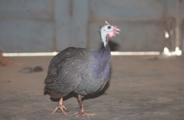 Improved Technology for sustainable Guinea Fowl production introduced 01_0.jpg