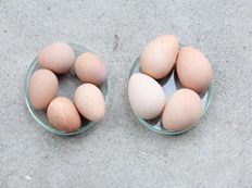 Improved Technology for sustainable Guinea Fowl production introduced 02_0.jpg