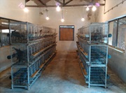 Improved Technology for sustainable Guinea Fowl production introduced 03