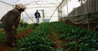 Integrated Nutrient Management in Broccoli coupled with Gravity-based Mini Sprinkler System in Mizoram 02_1.jpg