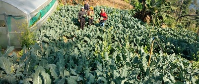 Integrated Nutrient Management in Broccoli coupled with Gravity-based Mini Sprinkler System in Mizoram 06_1.jpg