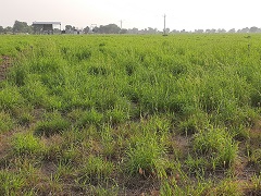 Jamarosa-02-12012021