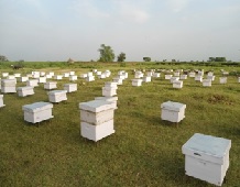 KVK, Lucknow under ICAR-IISR grooms a Marginal Land Holding Farmer to earn Crores from Beekeeping 02_0.jpg