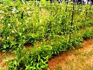 पत्तेदार पानी पालक किस्म 'काशी मनु' का उच्च भूमि में उत्पादन: किसानों के लिए वरदान