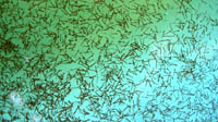 Larvae_in_the_rearing_tank