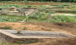 Livestock-Fish-Horticulture based Integrated Farming System for improving livelihood of Coastal Farmers 04_0_0.jpg