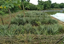 Livestock-Fish-Horticulture based Integrated Farming System for improving livelihood of Coastal Farmers 05_0.jpg