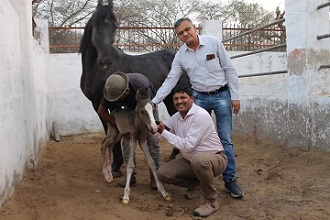 Marwari-horse-foal-Embryo-transfer-technology-001_0.jpg