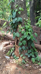 Mixed-Cropping in Coconut Gardens leads to a successful Venture 02_0.jpg