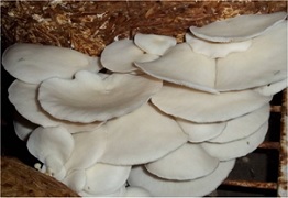 Mushroom Cultivation - A Pathway to Economic Sustainability in Doon Valley of Uttarakhand 02_0.jpg