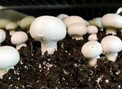 Mushroom Cultivation - A Pathway to Economic Sustainability in Doon Valley of Uttarakhand 03_0.jpg 