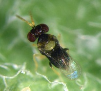 NBAIR-SS-06-08-2020-2s