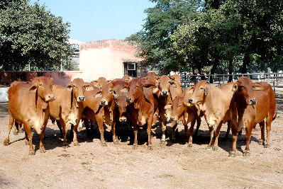 ICAR-NDRI Initiates Selection Strategy for Sahiwal Cow Improvement at ICAR-NDRI